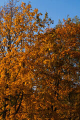 Yellow leaves on the trees in the forest. Autumn landscape.