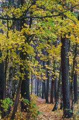 A path through a forest strewn with yellow leaves in late autumn.