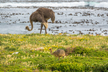 Ostrich walk for living on field at seaside : Cape of good hope , South africa