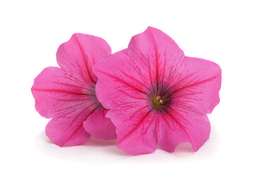 Pink petunia flower head