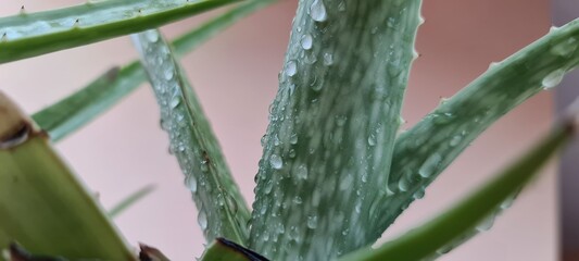 aloe vera plant with dewdrops