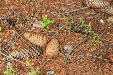 Obraz premium Dry pine cones and needles. Macro. Russia.