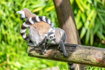 ring tailed lemur © SR7 Photo