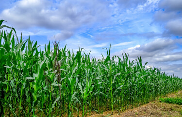 Arable field of corn growing in rural Norfolk