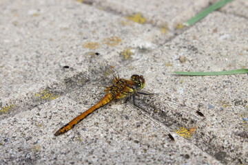 Small beautiful dragonfly. Macro. Russia.
