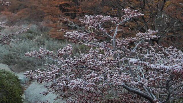 Frost and Ice Lenga Forest Trekking Patagonia Fall Colours El Chalten Argentina.