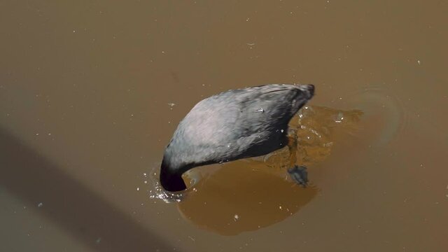 Coot dives underwater with splash, slow motion close up of waterbird hunting fish
