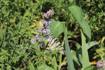 On blue flowers sits a beautiful butterfly, in the garden.