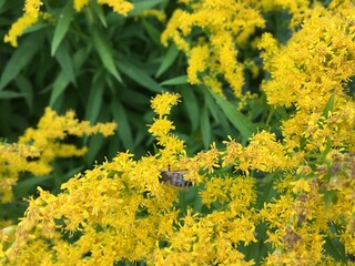 field of yellow flowers
