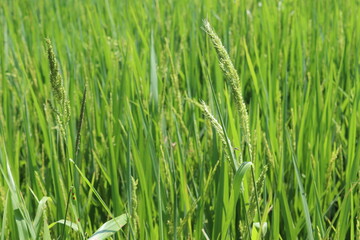 Green rice tree and seed in rice field background closeup.