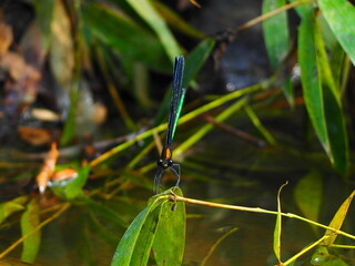 アオハダトンボ