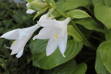 Fototapeta premium Hosta with white flowers and green leaves, grows in a flower bed.