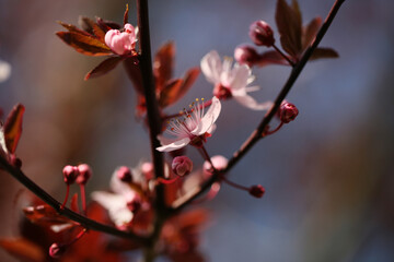 Prunus