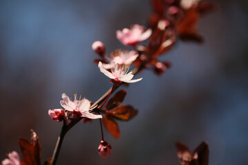 Prunus