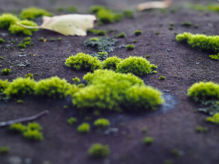 moss on the roof of the barn. beautiful growths of moss.