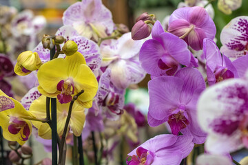 Purple and yellow orchids on a blurred floral background, selective focus. Natural bright floral background for the designer.