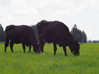 cows in the field on the pasture. farm. beef. dairy farm animal husbandry