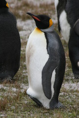 King penguin, Falkland Islands