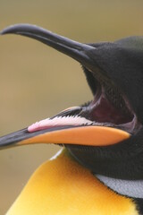 King penguin tongue, Falkland Islands