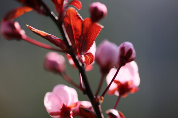 Obraz premium Prunus