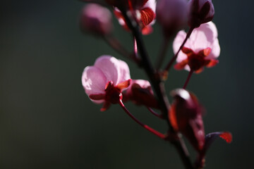 Prunus