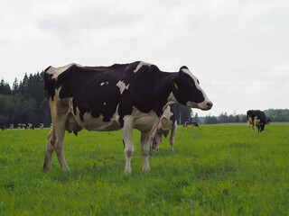 cows in the field on the pasture. farm. beef. dairy farm animal husbandry