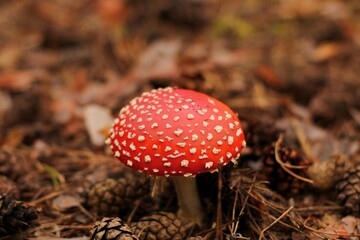 red fly agaric