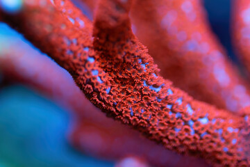 Beautiful montipora sps coral in coral reef aquarium tank. Macro shot.