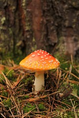 fly agaric mushroom in forest