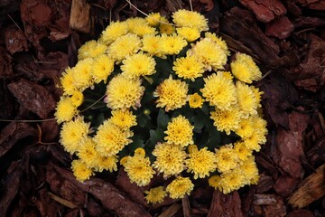 yellow flowers in the forest