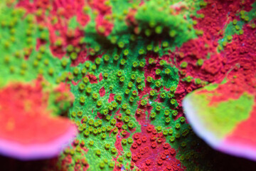 Beautiful montipora sps coral in coral reef aquarium tank. Macro shot.