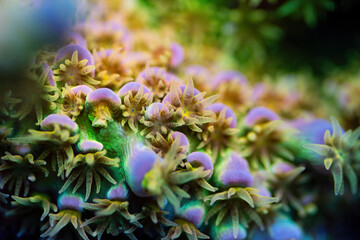 Beautiful acropora sps coral in coral reef aquarium tank. Macro shot.