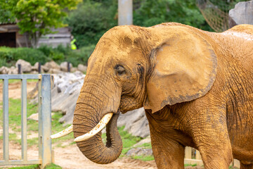 Fototapeta premium elephant