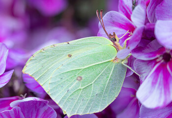 The macro shot of the beautiful green butterfly on the purple or lilac flower in the warm sunny summer or spring weather