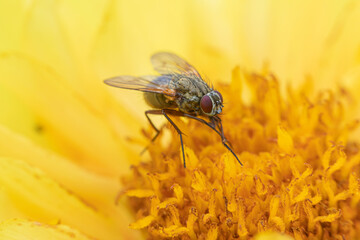 The macro shot of the beautiful fly like bee eating nectar on the yellow dandelion flower in the sunny summer or spring weather