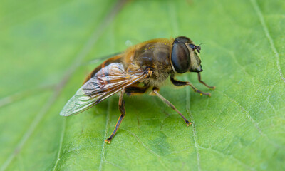 The macro shot of the beautiful fly sitting on the green leaf in the sunny summer or spring weather