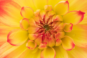 The macro shot of the background or the texture of the yellow summer garden flower with the stamens, pestles and blades