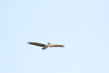 A Flying Pelican 