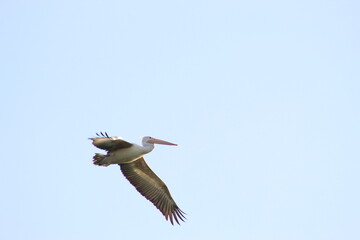 A Flying Pelican 