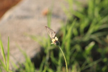 Butterfly on a small flower