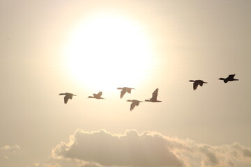 Obraz premium Flying birds Silhouette across the sun