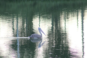A Pelican in the calm lake