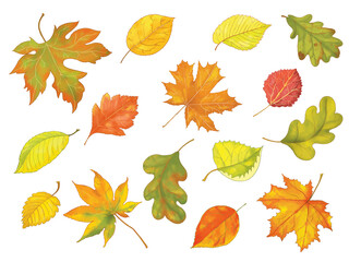 Fototapeta premium Autumn. Fall. Coloring page. Coloring book. Illustration for children. Cute and funny cartoon characters