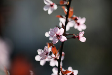 Fototapeta na wymiar Prunus