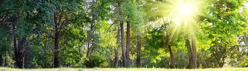 image of trees in a nature reserve. Horizontal image of a summer landscape.