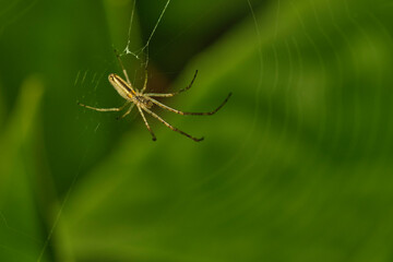 Spider with spider web close up outdoor