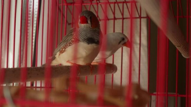 Couple small birds zebra finches is in a red cage. Wild birds are now domestic.