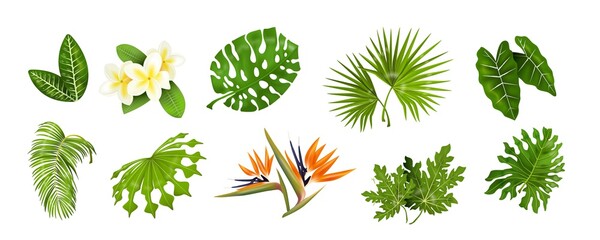 Tropic leaves. Jungle greenery, monstera and banana palm leaf, decorative tropical collection of exotic plants. Vector isolated set image for design spa and beauty poster on white background