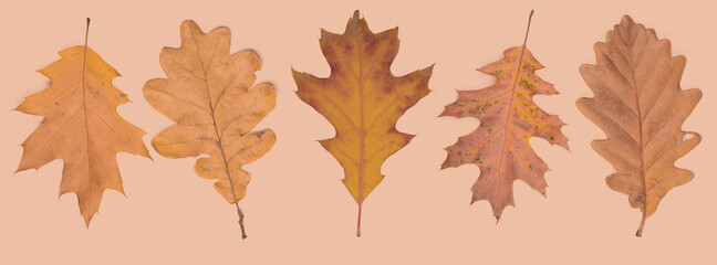 Banner pattern of autumn leaves on a light brown background.