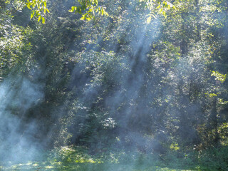 Forest in a smoke 